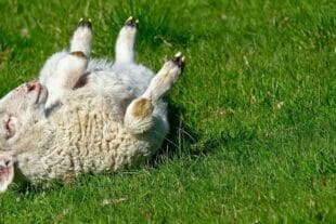 The Power of Playfulness: How Fun Enhances Life