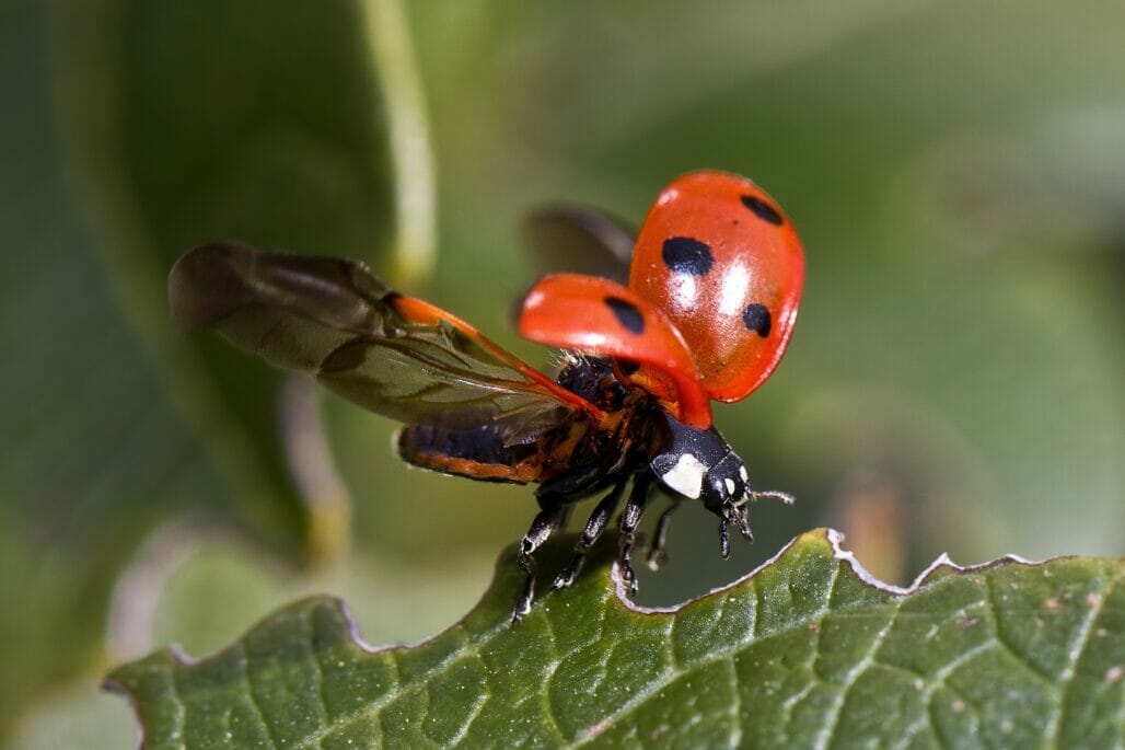 Ladybug Life