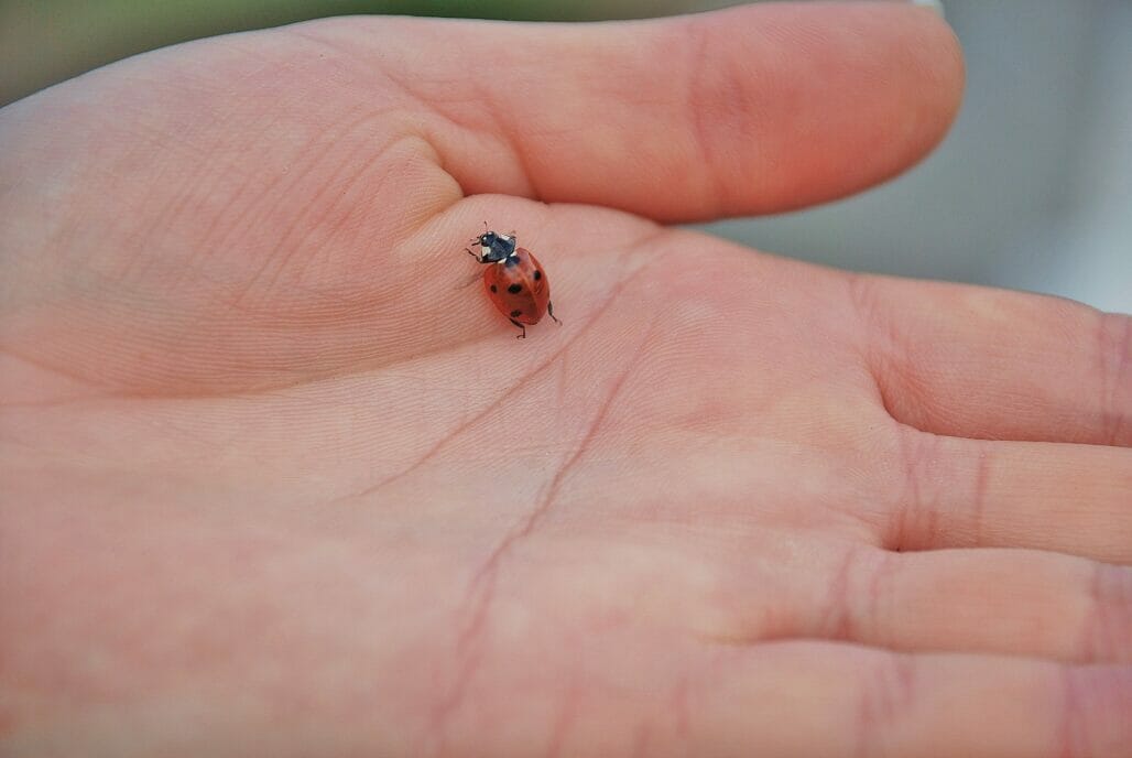 Ladybug Life