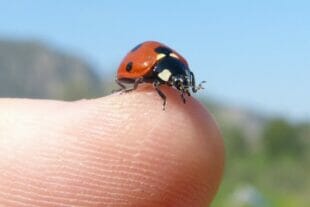 Ladybug Life