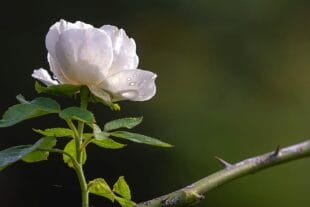 Is it a Thorn or a Rose?
