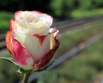 Grass Life – My Life