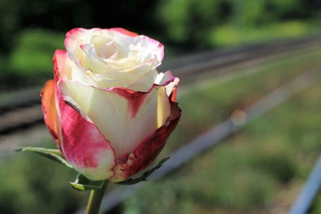 When Life Says Stop!